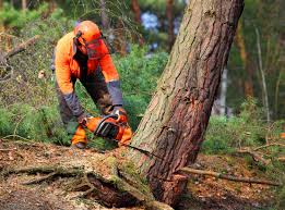 Best Tree Cabling and Bracing  in Garrett, TX